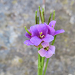 Portraitfoto Arabis rosea