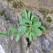 Blätterfoto Arabis rosea