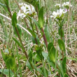 Blätterfoto Arabis subcoriacea