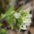 Blütenfoto Arabis turrita