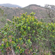Habitusfoto Arbutus unedo