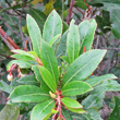 Bl&auml;tterfoto Arbutus unedo