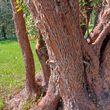 St&auml;ngel-/Stammfoto Arbutus unedo