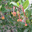 Fruchtfoto Arbutus unedo