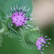Portraitfoto Arctium minus