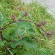 Blütenfoto Arctium nemorosum