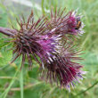 Portraitfoto Arctium nemorosum