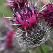 Portraitfoto Arctium tomentosum