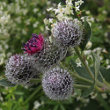 Blütenfoto Arctium tomentosum