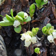 Portraitfoto Arctostaphylos alpina