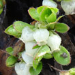 Blütenfoto Arctostaphylos alpina