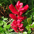 Foto von Besonderheit Arctostaphylos alpina