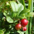 Fruchtfoto Arctostaphylos uva-ursi