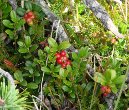 Habitusfoto Arctostaphylos uva-ursi