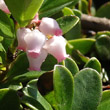 Portraitfoto Arctostaphylos uva-ursi