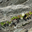 Habitusfoto Arenaria biflora