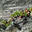Blätterfoto Arenaria biflora