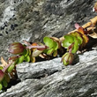 Fruchtfoto Arenaria biflora