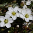 Portraitfoto Arenaria ciliata