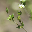 Blütenfoto Arenaria serpyllifolia