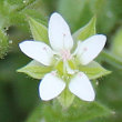 Portraitfoto Arenaria serpyllifolia