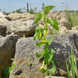 Habitusfoto Aristolochia clematitis