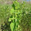 Blätterfoto Aristolochia clematitis