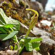 Portraitfoto Aristolochia lutea