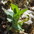 Habitusfoto Aristolochia lutea