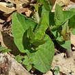 Blätterfoto Aristolochia lutea
