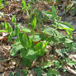 Habitusfoto Aristolochia rotunda