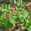 Blätterfoto Aristolochia rotunda