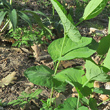 Stängel-/Stammfoto Aristolochia rotunda