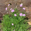 Habitusfoto Armeria alpina