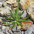 Bl&auml;tterfoto Armeria alpina