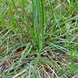 Blätterfoto Armeria maritima aggr.