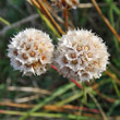 Fruchtfoto Armeria maritima aggr.