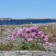 Habitusfoto Armeria maritima aggr.