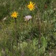 Habitusfoto Arnica montana