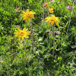 Habitusfoto Arnica montana