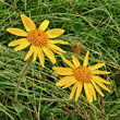 Portraitfoto Arnica montana