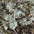Blätterfoto Artemisia absinthium