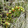 Portraitfoto Artemisia borealis