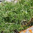 Blätterfoto Artemisia campestris subsp. alpina