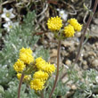 Portraitfoto Artemisia glacialis