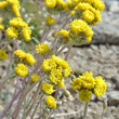 Blütenfoto Artemisia glacialis