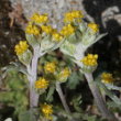 Portraitfoto Artemisia umbelliformis