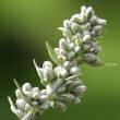Foto der Jungpflanze Artemisia vulgaris