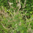 Habitusfoto Artemisia vulgaris