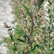 Blütenfoto Artemisia vulgaris